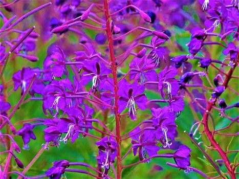 Blooming Chamaenerion angustifolium spotted in the black forest, Germany