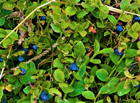 Several bilberry shrubs with fruits spotted in the black forest