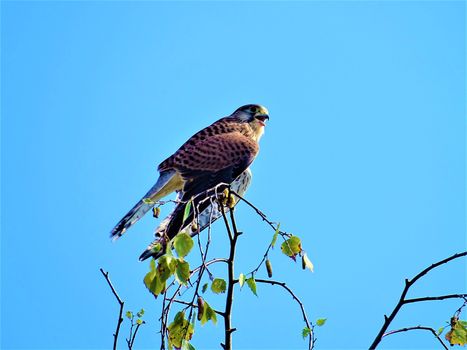 Common kestrel sitting on a branch an yelling