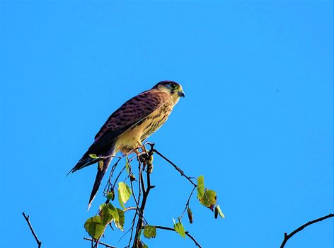 Common kestrel sitting on a branch looking to the right