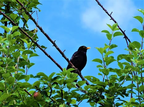 Male common blackbird singing in an apple tree