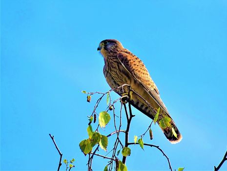 Common kestrel sitting on a branch looking to the left