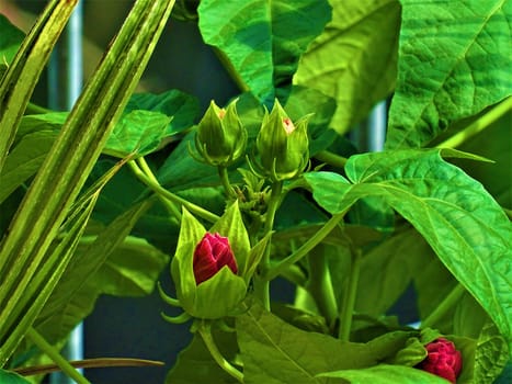 Hibiscus shrub with green leaves and beautiful pink buds