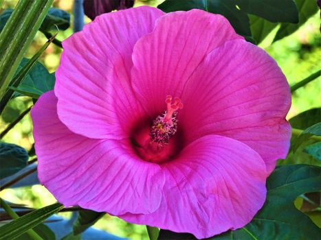 The beautiful pink blossom of a Hibiscus plant