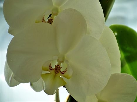 A close-up of a white Phalaenopsis orchid blossom