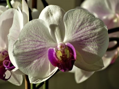 Blossom of pink and white Phalaenopsis orchid shimmering in the sun