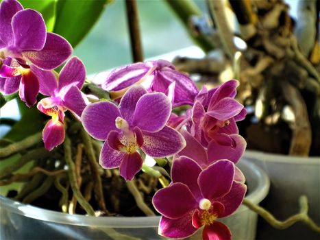 Close-up of a Doritaenopsis Sogo Perfume orchid blossom