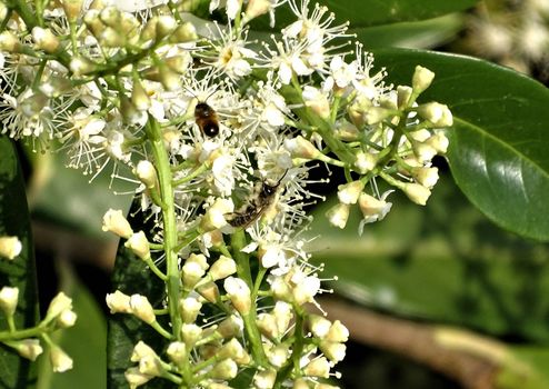 Close- up of Prunus laurocerasus blossoms and bees