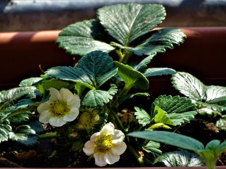 Close-up of white and yellow strawberry blossoms in the sun