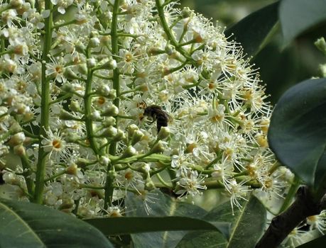 Honey bee pollinating a Prunus laurocerasus blossom in the sun