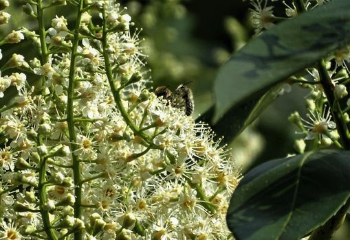 Two bees are fighting on a cherry laurel blossom