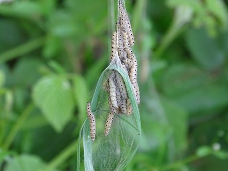 Web of ermine moth with caterpillars hanging from tree branch