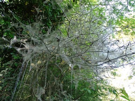 Huge web of ermine moths in a tree in spring time