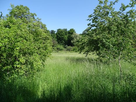 A typical German orchard with high grass and different types of fruit trees