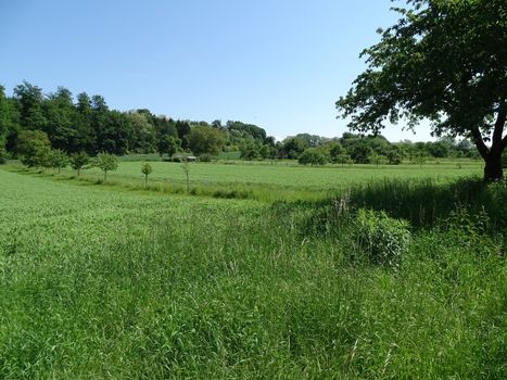 Typical field of fruit trees and vegetables spotted in Nussloch, Germany