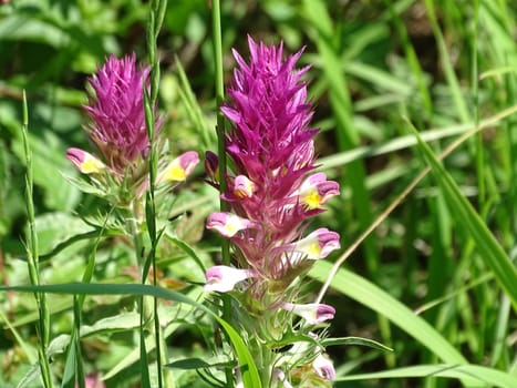 Blossom of field cow-wheat spotted on a meadow on a sunny day