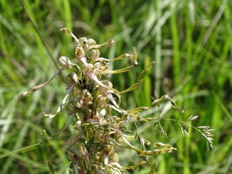 Spadix of Himantoglossum hircinum orchid spotted on a meadow in Germany