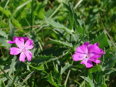 Blossom of cheddar pink Dianthus gratianopolitanus spotted on a meadow on a sunny day