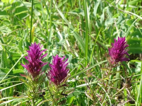 Blossoms of Melampyrum arvense spotted on meadow on sunny day