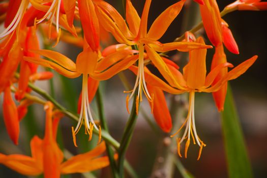 Crocosmia aurea a very attractive garden plant with a number of bright orange flowers in a full spike at the end of the flower stalk. The tall stalks make it desirable in a vase as a cut flower.