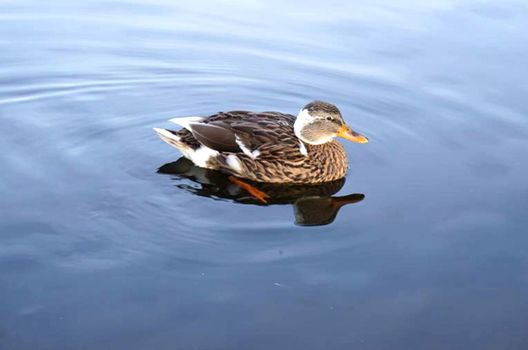 Close up of emale duck swimming in lake