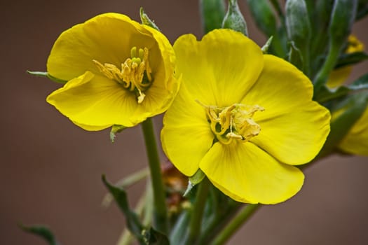 The Flowers of the Karoo Gold (Rhigozum obovatum Burch) is a drab looking spiny, multi branched shrub or small tree, but in springtime it is covered in these bright golden-yellow flowers