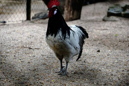 Photo of a male Lakenvelder chicken watching