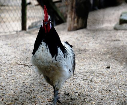 A photo of a male Lakenvelder chicken