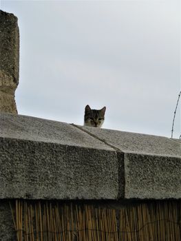 Cat hiding behind a wall in Madrid, Spain