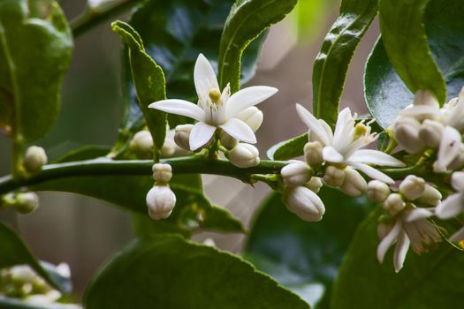 Flowers of the Olive tree (Olea europea) promises a good harvest.