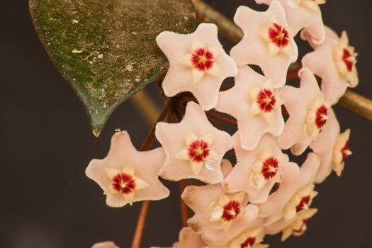 Macro Image of the flower of the Hoya Waxplant