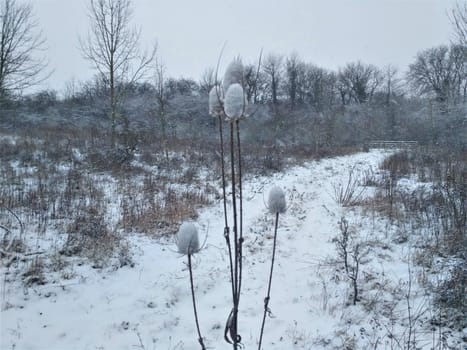 A snow covered Carline thistle in the winter