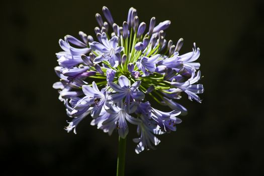 The inflorescence of Agapanthus praecox photographed against a black background