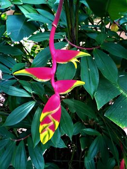 Pink and yellow Heliconia flower spotted in Dominical, Costa Rica