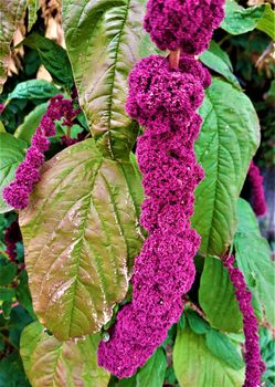 The beautiful purple blossoms of an Amaranth plant