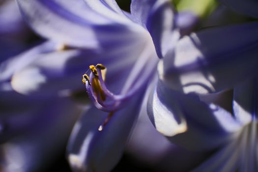 Macro image of a single flower of Agapanthus praecox on a black background