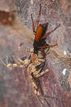 The adult wasps actually eats nectar, the female stings and paralises the spider and then drags it to her burrow. There she lays a single egg on it. Because the spider is not dead, the meat stays fresh and the larvae eat the spider alive.