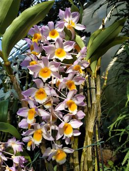 Beautiful Dendrobium hybrid blossoms spotted in Hanover, Germany
