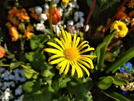 Blossom of Doronicum orientale flower along with other flowers in the garden