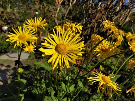 The yellow blossoms of Doronicum orientale flower in the garden