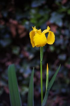 The Yellow Flag Iris (Iris pseudacorus) is an easy growing plant that grows in shallow water and boggy areas. Unfortunately it is a very invasive plant.