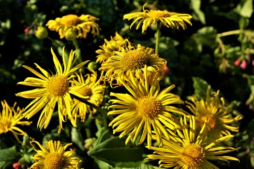 A bunch of Doronicum orientale blossoms in the sun