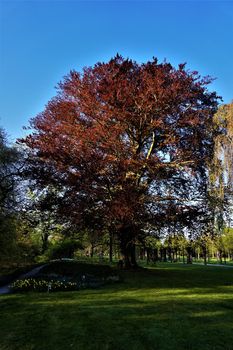 Impressive Fagus sylvatica f. purpurea tree spotted in a park