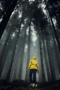 Female traveler in the middle of a forest on a foggy day