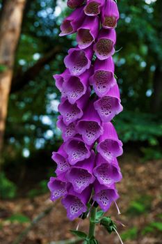 A purple foxglove blossom spotted in the forest