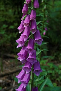 A common foxglove plant spotted in the forest
