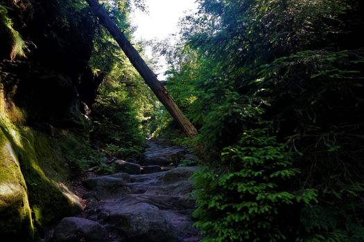 Overturned tree in the Wild Hell trail in Saxon Switzerland, Germany