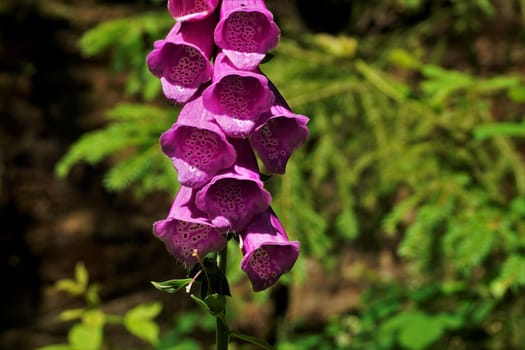 Purple blossoms of a Lady's glove plant in the sun