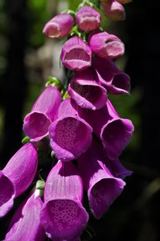 A close-up of Purple Foxglove blossoms - also known as Digitalis Purpurea