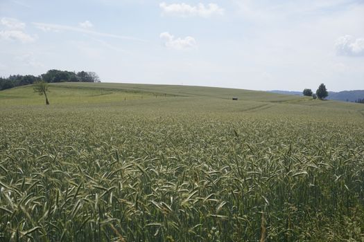 Grain field near Ottendorf in Saxon Switzerland, Germany